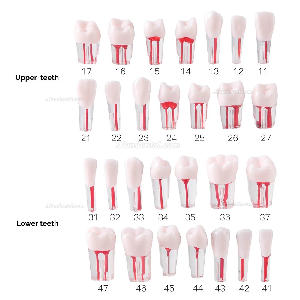 28pcs/Set Dental Typodont Teeth, Root Canal Practice Model